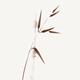 Zen design of a single brown bamboo stalk and a branch with leaves on... (thumbnail)