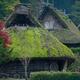 Mossy thatched roofs of traditional Japanese Gassho houses at Hida Fol... (thumbnail)