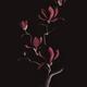 Exquisite dark sumi-e design of magnolia branch with large pink flower... (thumbnail)