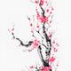 Bright bushy sakura tree with pink and red flowers sumi-e ink painting... (thumbnail)