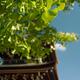 Leaves of the Great Ginkgo tree at Hida Kokubunji Temple in Takayama... (thumbnail)