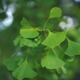Artistic closeup of green Ginkgo tree leaves... (thumbnail)