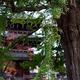 The Great Ginkgo tree at Hida Kokubun-ji Temple Takayama Japan... (thumbnail)