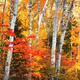 Beautiful autumn nature scenery of yellow birch trees and red maples... (thumbnail)