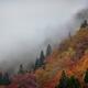 Forest covered in red autumn trees hidden by the morning fog abstract... (thumbnail)