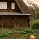 Pumpkin patch in front of a Japanese historic house in Ainokura villag... (thumbnail)