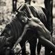 Expressive black and white fine art photo of a young naked woman with... (thumbnail)