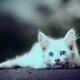 Cute white puffy kitten with sparkling blue eyes... (thumbnail)
