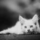 Black and white portrait of a cute furry white kitten lying on the gro... (thumbnail)