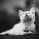 Adorable white puffy kitten in black and white gazing up into the sky... (thumbnail)