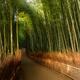 Arashiyama bamboo grove artistic tranquil sunlit scenery... (thumbnail)