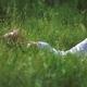 Young woman in a summer dress lying in green grassy field facing the s... (thumbnail)