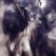Nude aboriginal tribal woman shamanic purification ritual with a drum... (thumbnail)