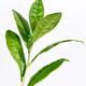 Camellia sinensis Green Tea Plant leaves... (thumbnail)