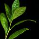 Green Tea Tree leaves Camellia sinensis on black... (thumbnail)