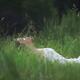Woman lying in green grass with closed eyes in a sunny summer nature s... (thumbnail)