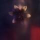 Snake-like monstrous woman with an open lily flower in her mouth stand... (thumbnail)