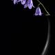 Fine art Zen still life of purple bellflowers in a rustic vase on blac... (thumbnail)