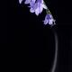 Fine art Zen still life of purple bell flowers in a black vase... (thumbnail)