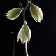 Fine art still life of white Yucca flowers in antique vase on black... (thumbnail)
