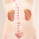 TCM fragment of Kidney meridian acupuncture points in abdomen... (thumbnail)