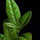 Camellia Sinensis Tea Plant young fresh green leaves matcha oolong... (thumbnail)