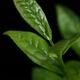 Closeup of Camellia sinensis young green leaves of a Tea plant on blac... (thumbnail)