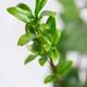 Young small green leaves of a tea plant Camellia sinensis closeup of b... (thumbnail)