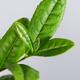 Young leaves of Camellia sinensis green tea plant matcha oolong... (thumbnail)