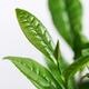 Young leaves of Camellia sinensis tea plant closeup on white... (thumbnail)