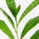 Green Tea leaves Camellia sinensis closeup of plant... (thumbnail)