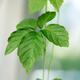 Jiaogulan Gynostemma pentaphyllum Jiao Gu Lan leaves... (thumbnail)