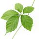Jiaogulan Gynostemma pentaphyllum Jiao Gu Lan closeup of leaves on whi... (thumbnail)
