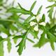 Arugula Eruca vesicaria Rocket closeup of plant... (thumbnail)