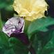 Two Datura flowers Devil's trumpet Yellow and Purple artistic sti... (thumbnail)