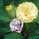 Two Datura flowers Yellow and double purple artistic closeup Devil... (thumbnail)