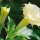 Two yellow Datura flowers Devil's trumpet closeup... (thumbnail)