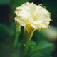 Open yellow Datura flower artistic closeup Yellow Ballerina Devil'... (thumbnail)