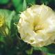 Two yellow Datura flowers front view closeup Devil's weed... (thumbnail)