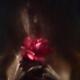 Woman with a red rose behind wet glass her face hidden in shadows... (thumbnail)