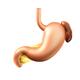 Human Stomach Spleen and Pancreas medical illustration... (thumbnail)