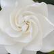 Gardenia Jasminoides closeup of white flower... (thumbnail)