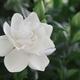 Gardenia Jasminoides white flower on a plant... (thumbnail)