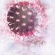 Flu virus H1N1 H5N1 influenza A virus particle viral infection pandemi... (thumbnail)