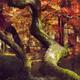Red Japanese maple trees in colorful autumn scenery a temple garden... (thumbnail)