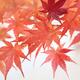 Red Japanese maple leaves in autumn Abstract background... (thumbnail)