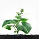 Organically grown young cucumber plant with green leaves and tendrils... (thumbnail)