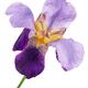 Purple Iris flower Irus croatica or Bearded Iris isolated on white... (thumbnail)