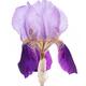 Artistic closeup of Purple Iris croatica flower Bearded Iris... (thumbnail)
