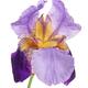 Artistic closeup of a Purple Iris flower with open translucent petals... (thumbnail)